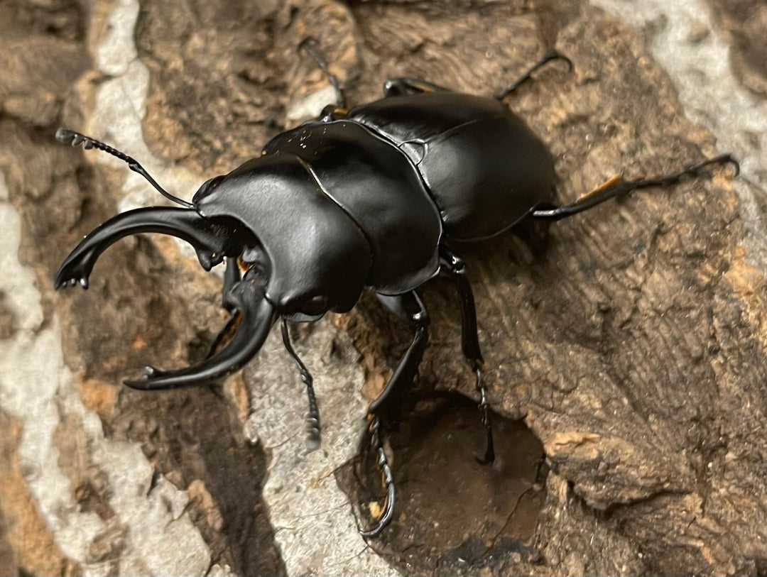 【WD】《プラティノータツヤクワガタ 42mmUP ペア》