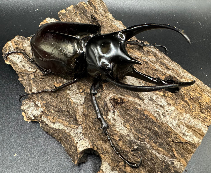 【WD】《スマトラコーカサスオオカブト 100mm ペア》