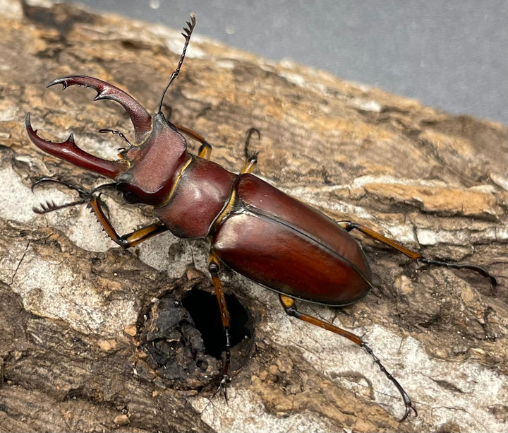 【WD】《ジュシャンミヤマ 41mm ペア》