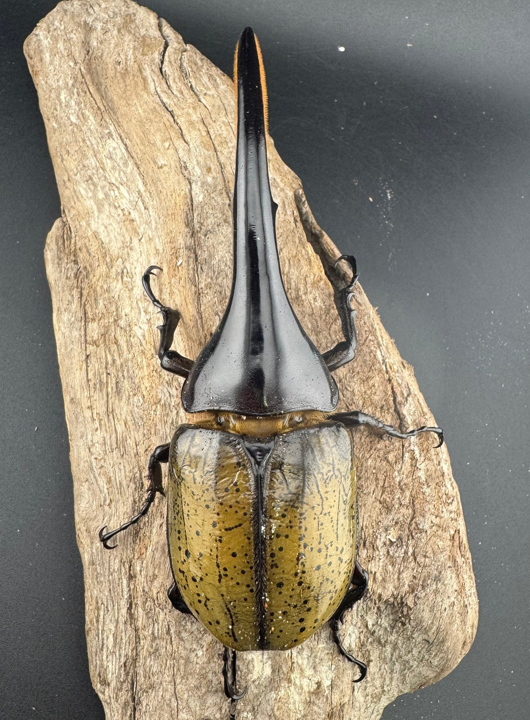 《ヘラクレス・ヘラクレス 143mm ペア》