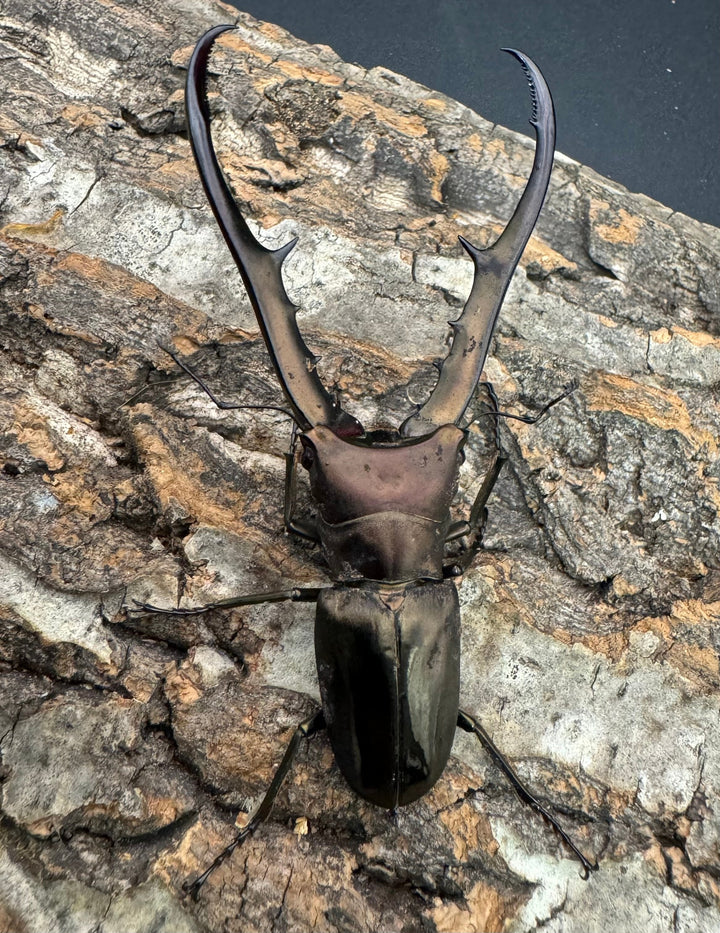 【WD】《メタリフェルホソアカ 85mm ペア》