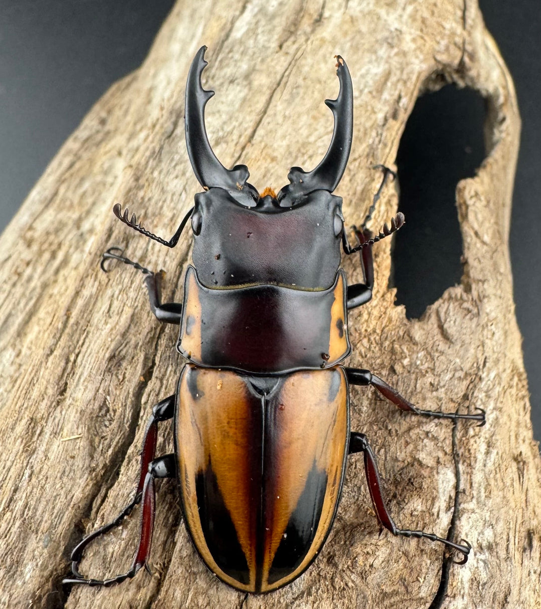 【WD】《ファブリースノコギリ原名亜種 60mmm ペア》