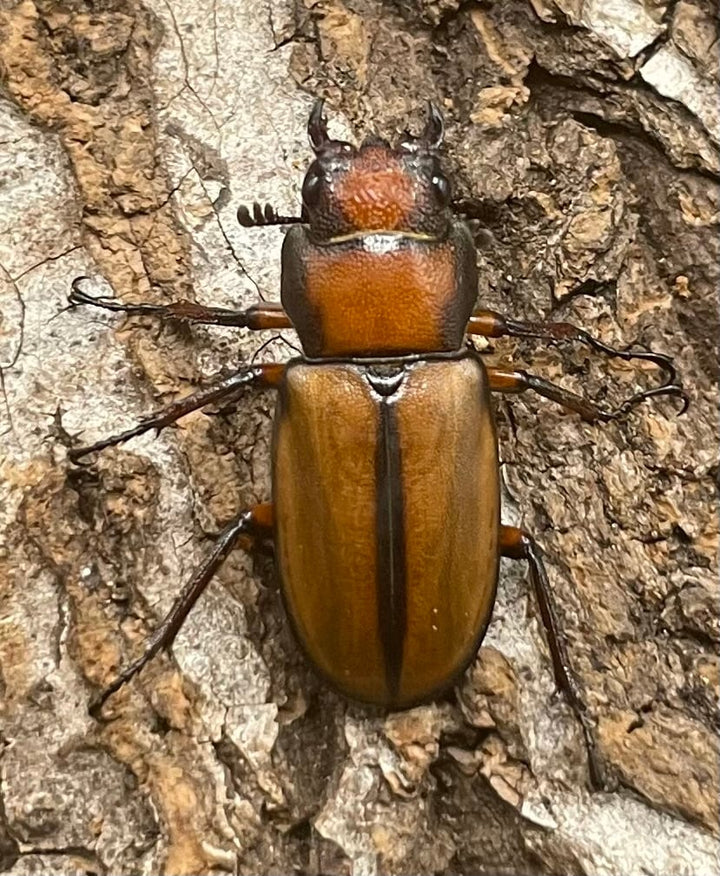 【WD】大型大歯《アラガールホソアカ 55mmUP ペア》