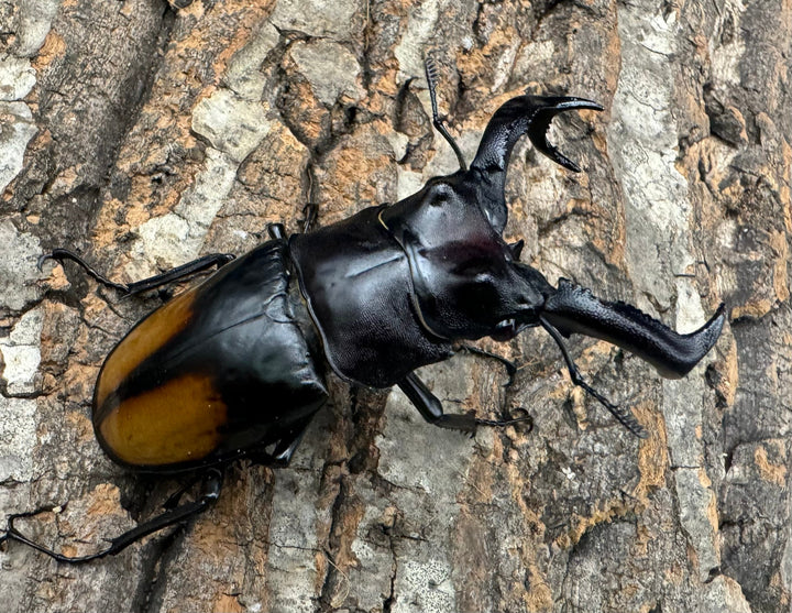 【WD】《セアカフタマタ（パリーフタマタ） 81mm ペア》