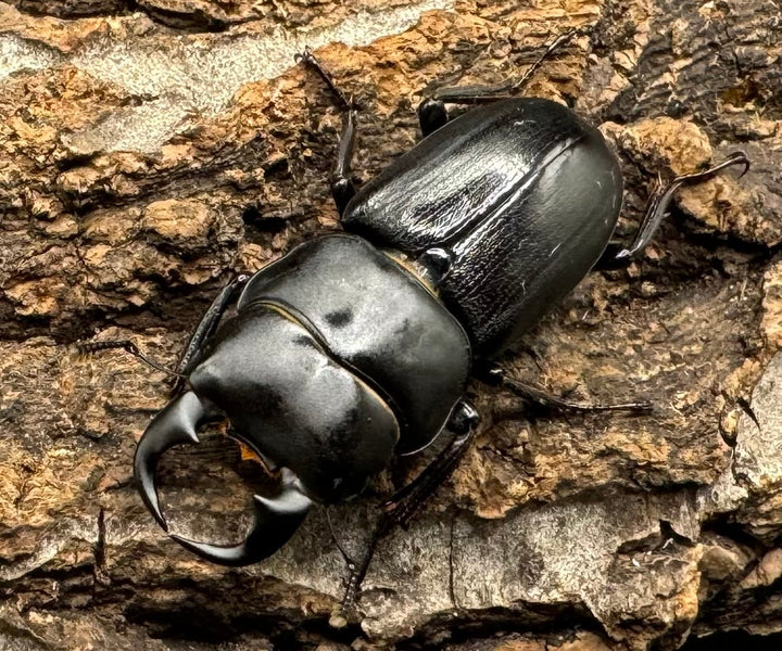 【WD】《ドルクス メンシウス 35mm ペア》