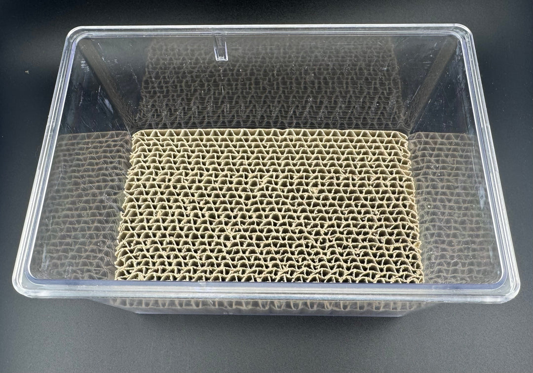 【ペアリング用】お見合いケース