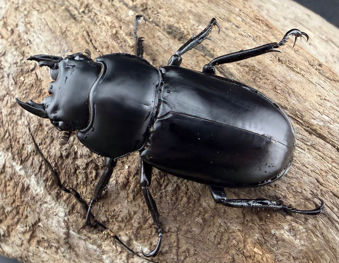 《ウエストウッディ亜種カズミアエ 76mm ペア》