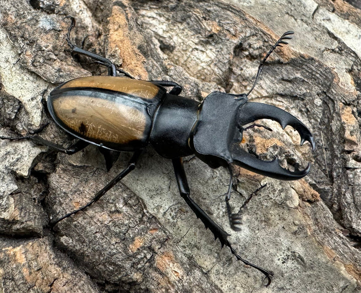 【WD】《パリーミヤマクワガタ 40.5mm B品ペア》