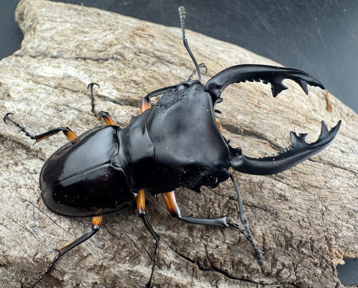 【WD】《インペリアリスツヤ亜種komorii リサル産 67mm ペア》