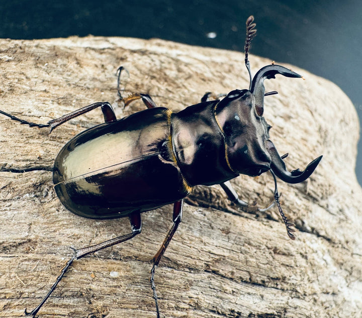 【WD】《レスネミヤマクワガタ 34.5mm ペア》