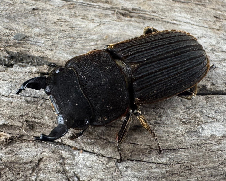 【F0】《ベルティヌスサビクワガタ 貴州省産 Free ペア》②