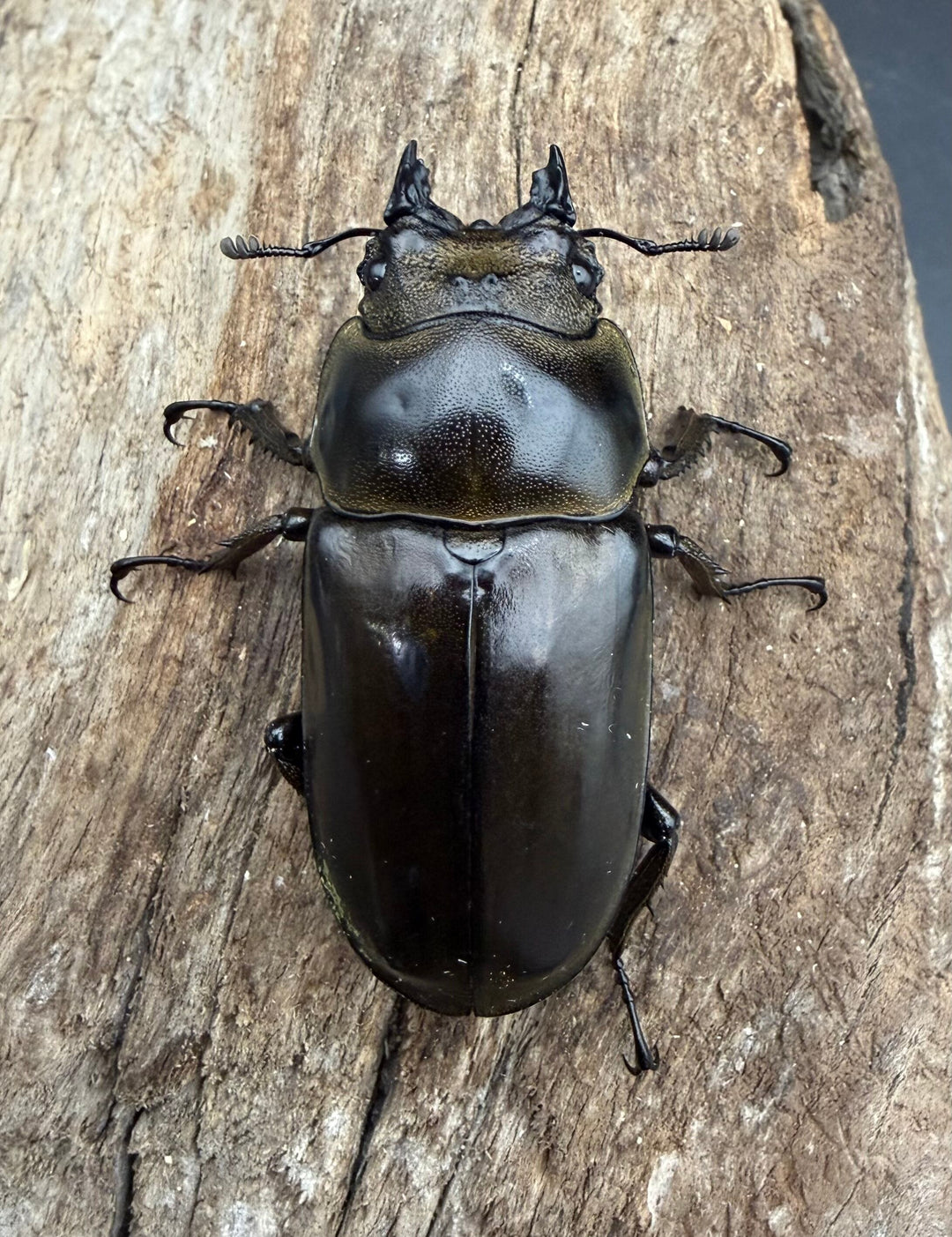 【F0】《ローゼンベルグオウゴンオニクワガタ 50mm ♀単》