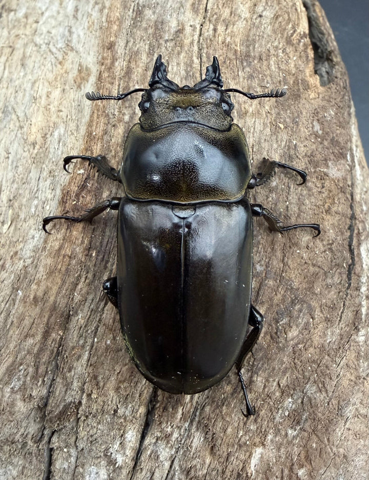 【F0】《ローゼンベルグオウゴンオニクワガタ 50mm ♀単》