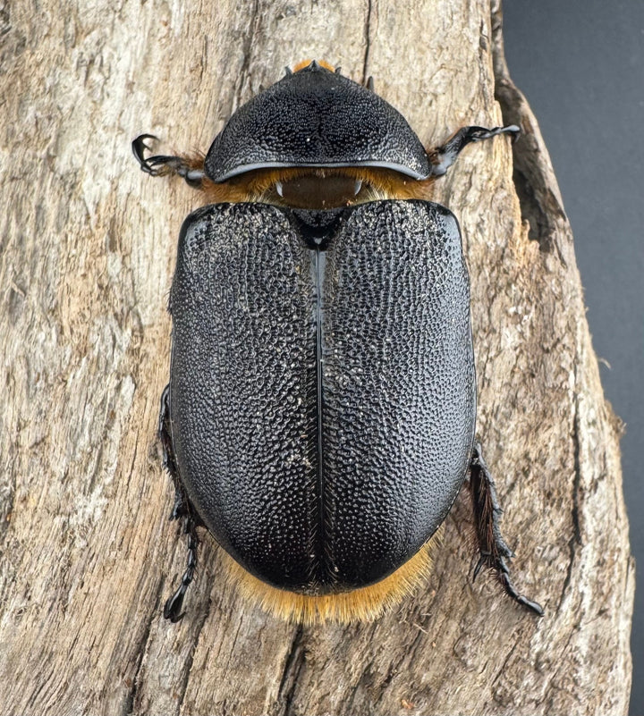 《サタンオオカブト 81mm ペア》