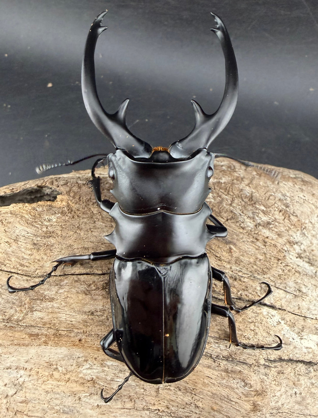 【WD】《インターメディアツヤクワガタ ネグロス島産 96mm ペア》