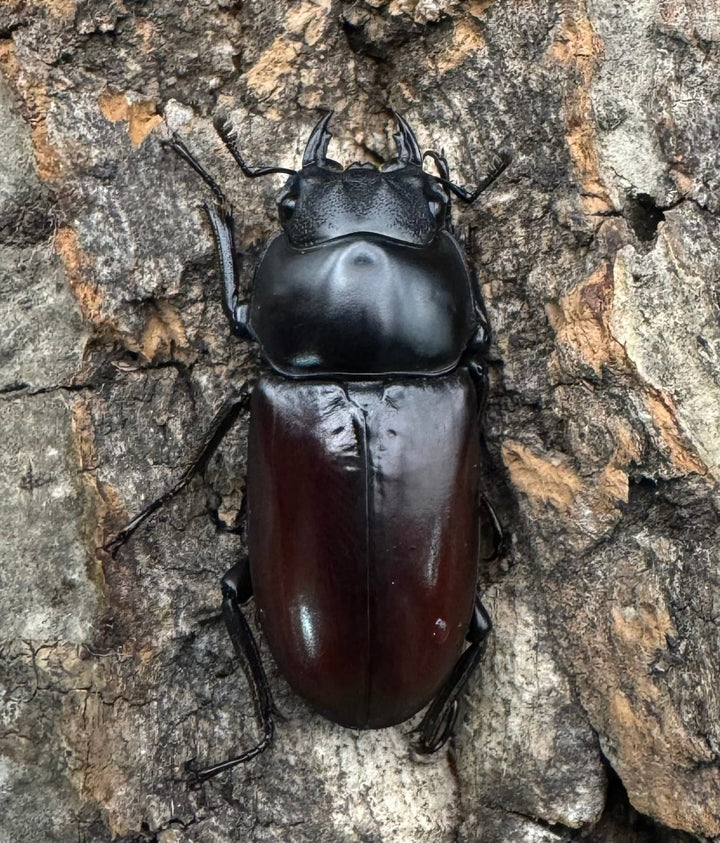 【WF2】《アローコクワ亜種ノブヒロイ 57mm ♂♀♀トリオ》