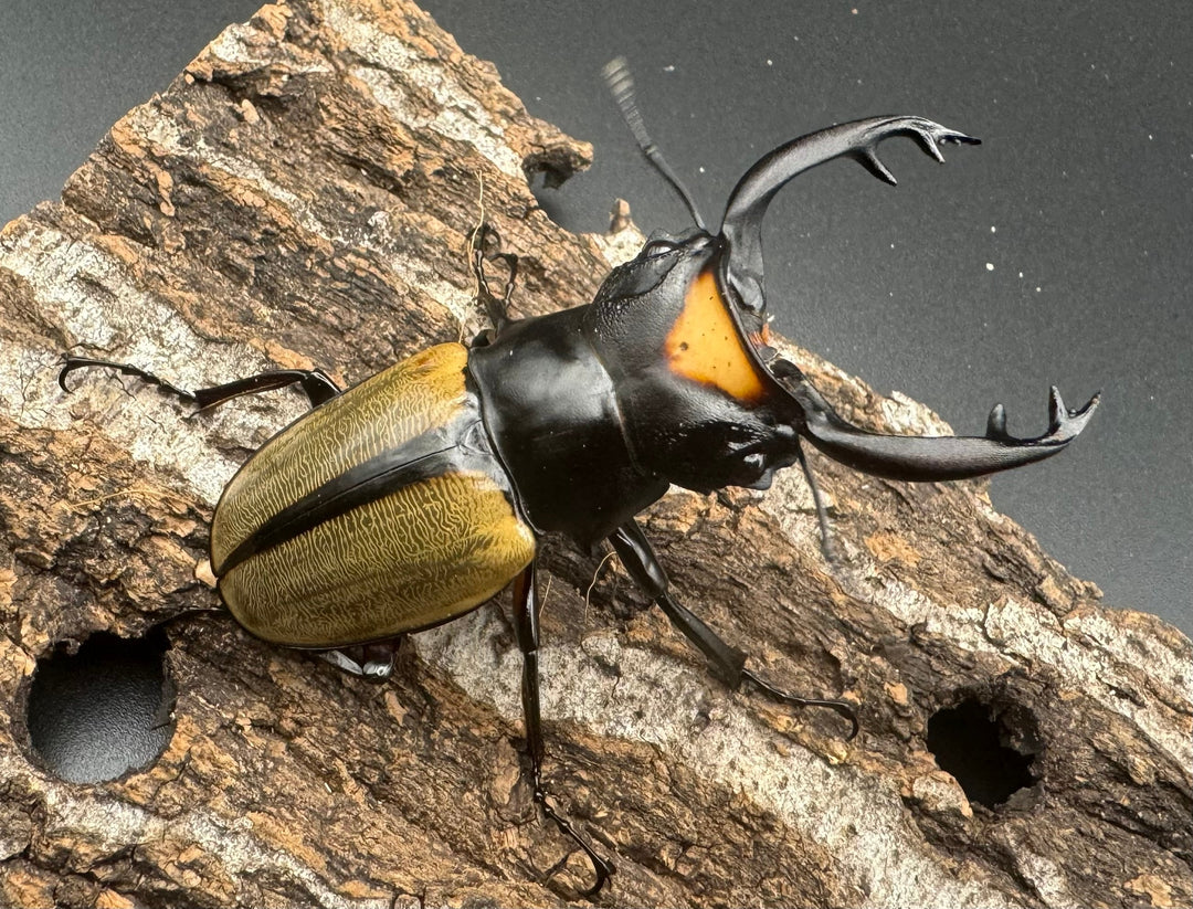 【WD】《ラコダールツヤクワガタ ブラスタギ産 72.5mm ペア》