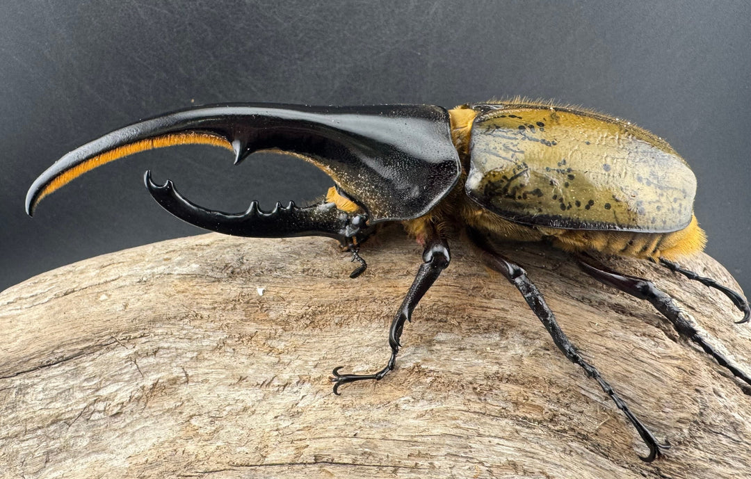 《ヘラクレス・ヘラクレス 137mm ペア》