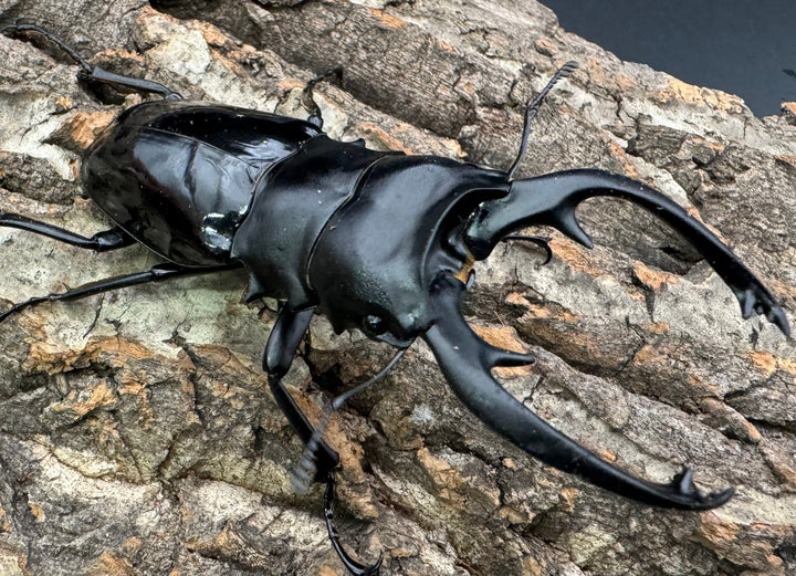 【WD】《インターメディアツヤクワガタ 94mm ペア》