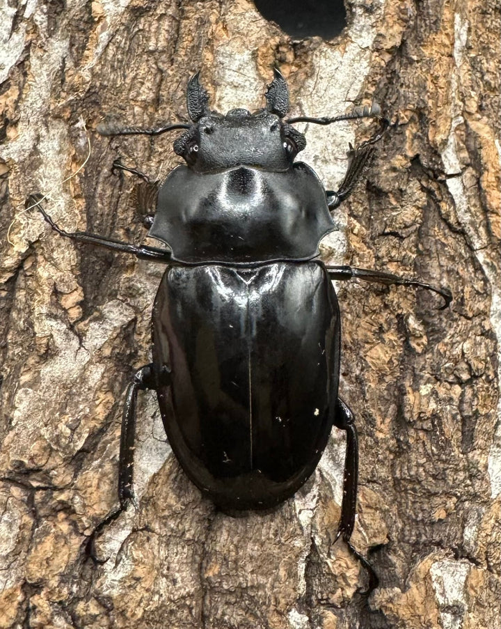 【WD】《ベリコサツヤクワガタ 73.5mm ペア》