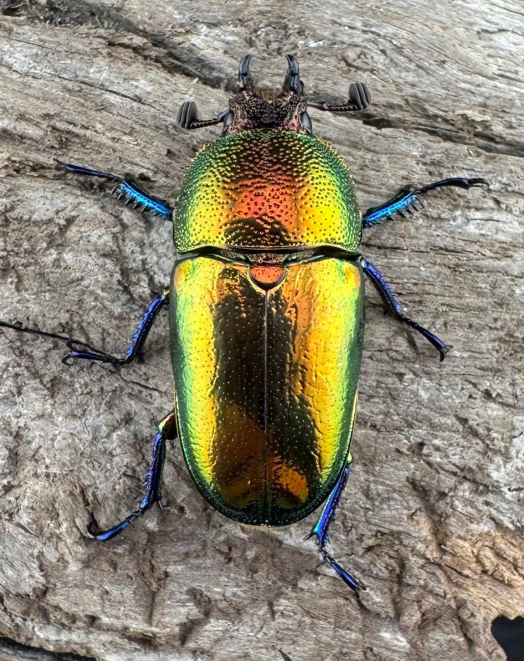 【WD】《パプアキンイロクワガタ アルファック産 41mm ペア》