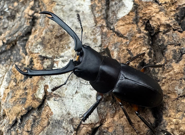 【WF1】《ウスバクワガタ亜種kishidai 34mm ペア》