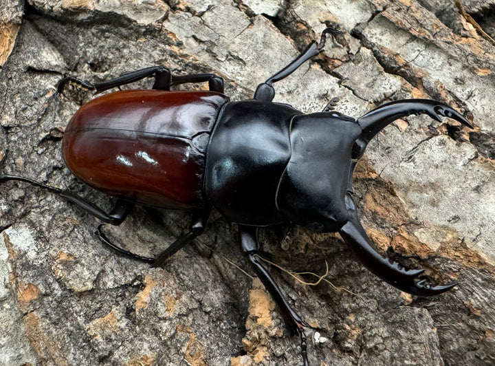 《アローコクワ亜種ノブヒロイ 57mm ペア》②