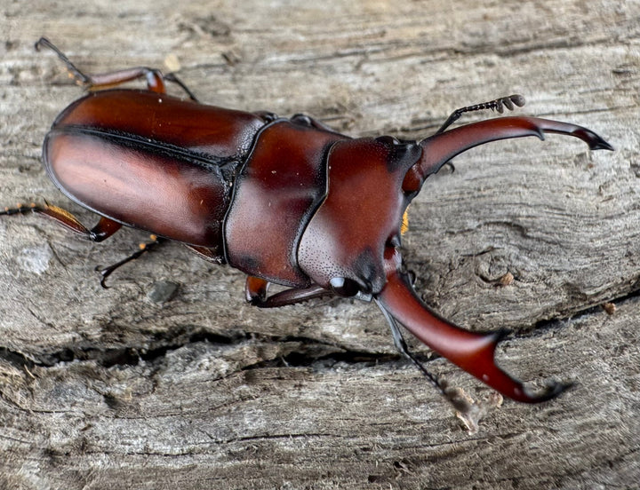 【WD】《プセウダクシスコクワ 27mm ペア》