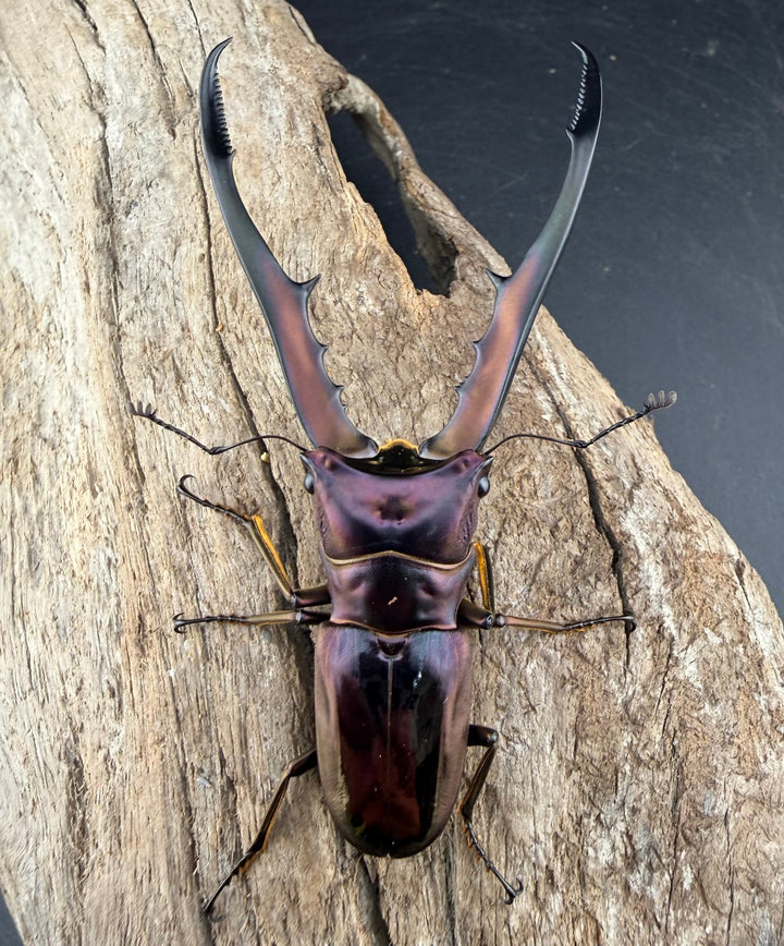 《メタリフェルホソアカ亜種finae 76mm ペア》