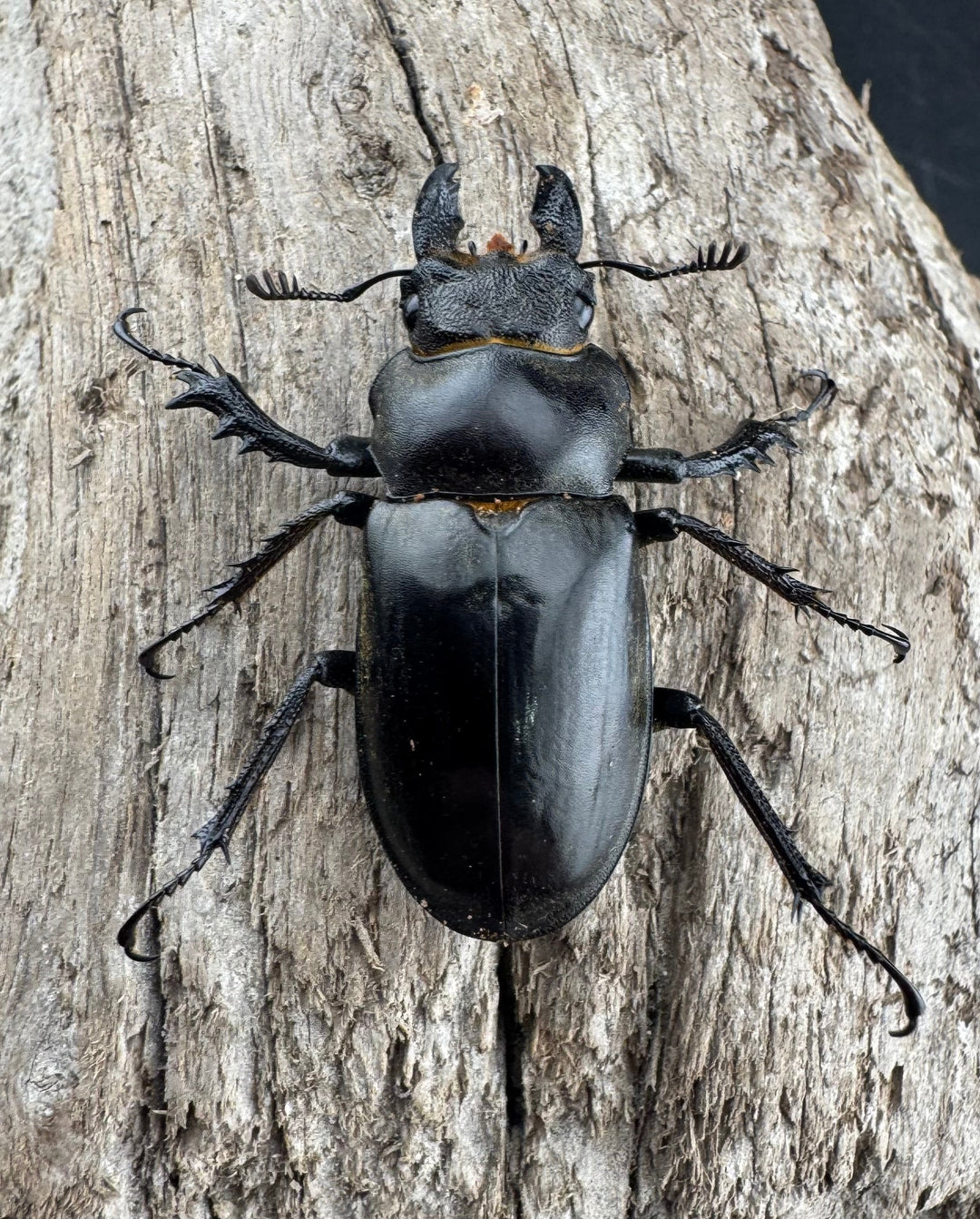 【WD】《ノビリスミヤマ 62mm ペア》