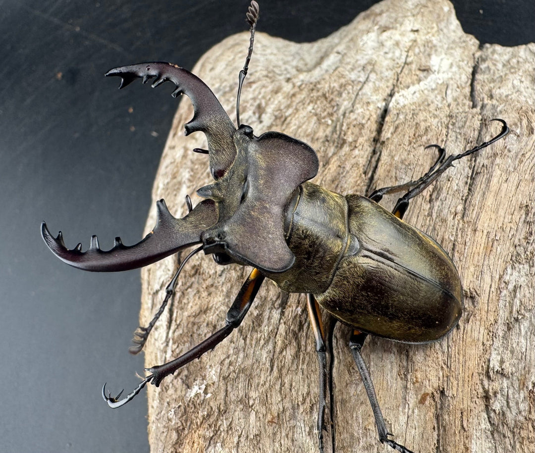 【WD】《ミヤマクワガタ 山形県産 60mmUP ペア》