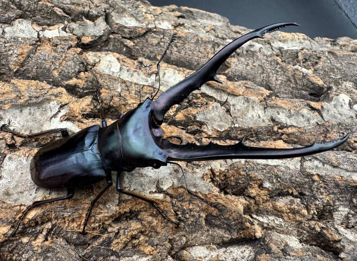 【美麗】《メタリフェルホソアカ 80mm ペア》わたくわ氏ブリード個体