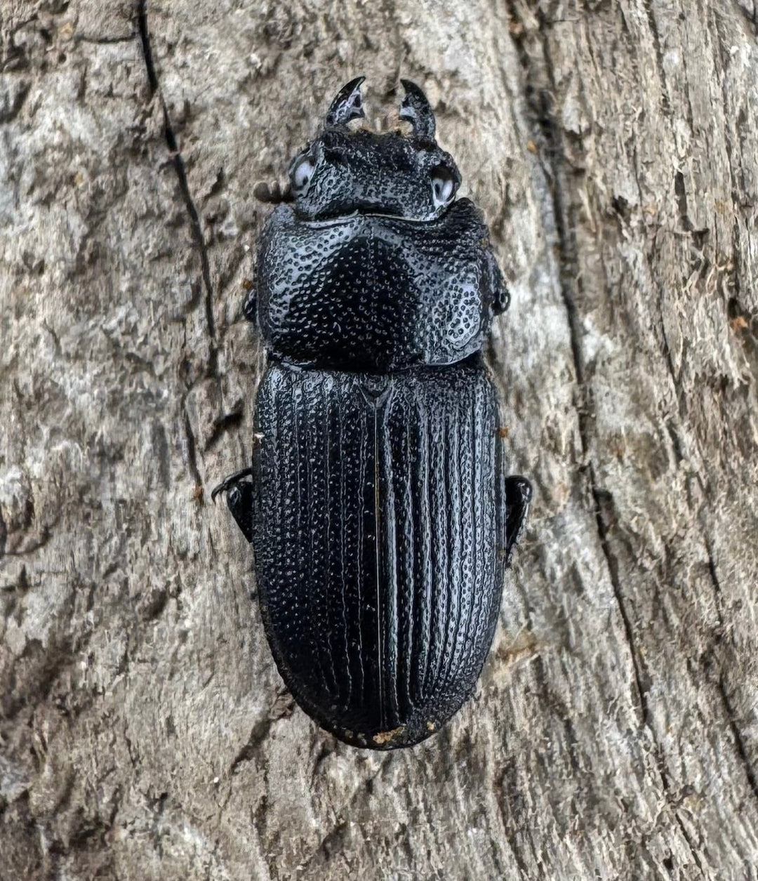 【WD】《ラエビコリスネブトクワガタ 21.5mm ペア》