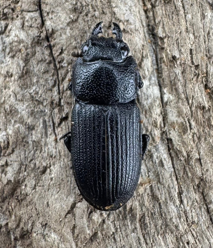 【WD】《ラエビコリスネブトクワガタ 21.5mm ペア》