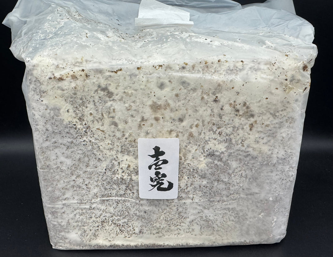 【壱究】オオヒラタケ ブロック 3500cc