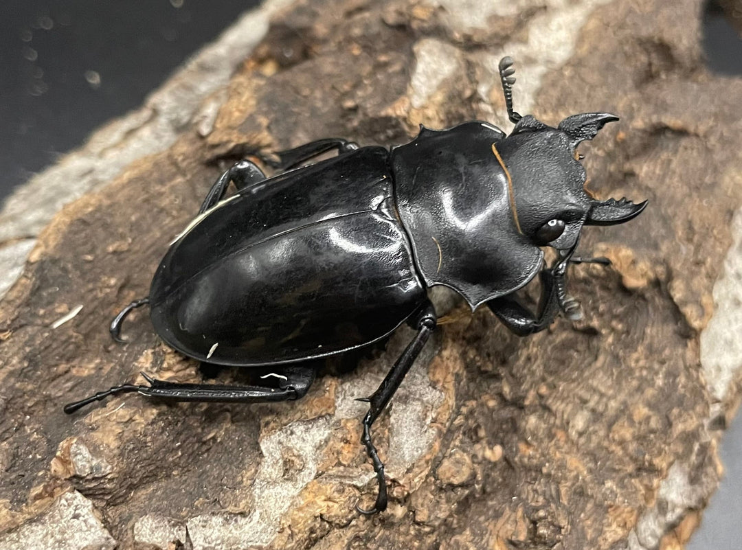 【WD】大型大歯《インターメディアツヤクワガタ 92mm A’品ペア》