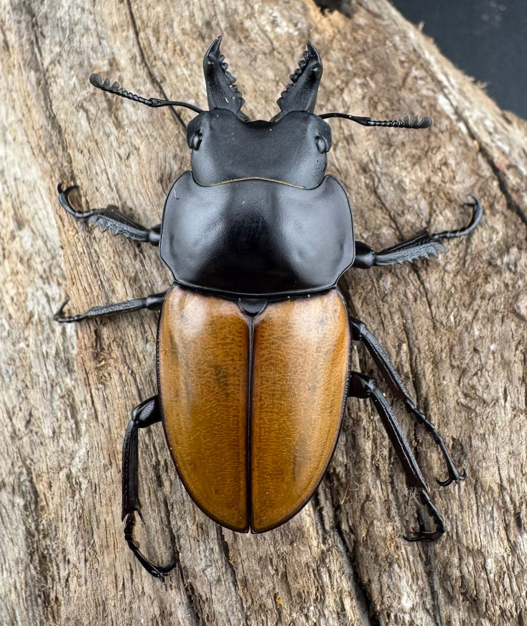 【WD】《ニティドゥスマルバネ亜種lemeei 広西壮族産 47mm ペア》②