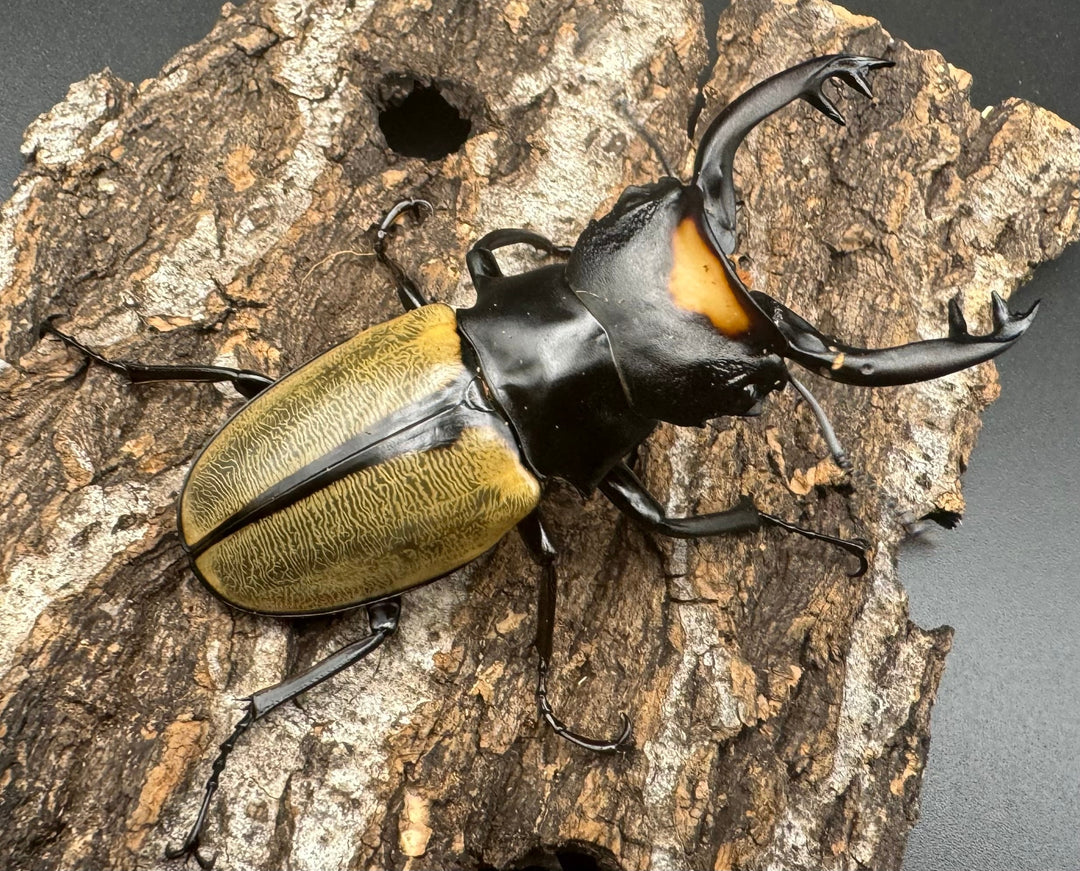 【WD】《ラコダールツヤクワガタ ブラスタギ産 73mm ペア》