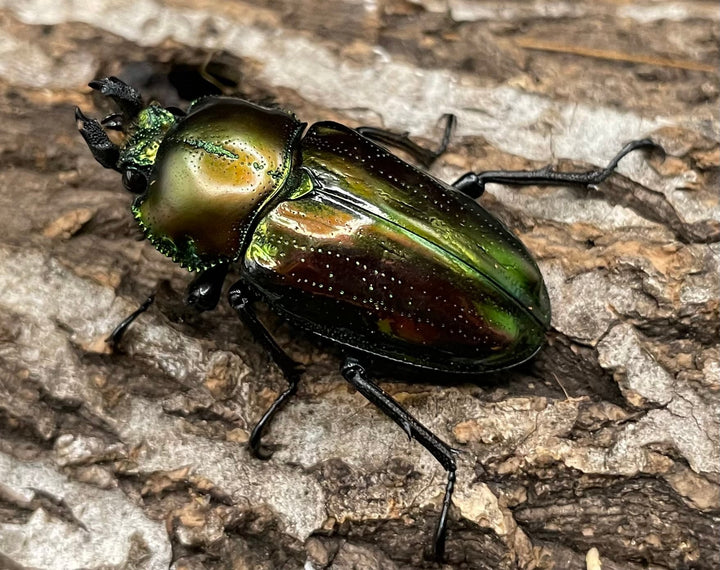 《ニジイロクワガタ Free ♂♀♀トリオ》