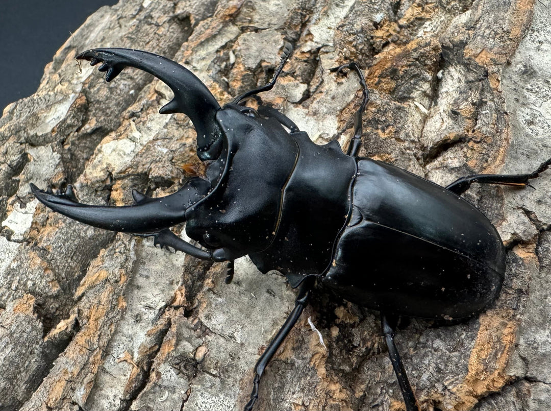 【WD】《アルケスツヤクワガタ 79mm ペア》