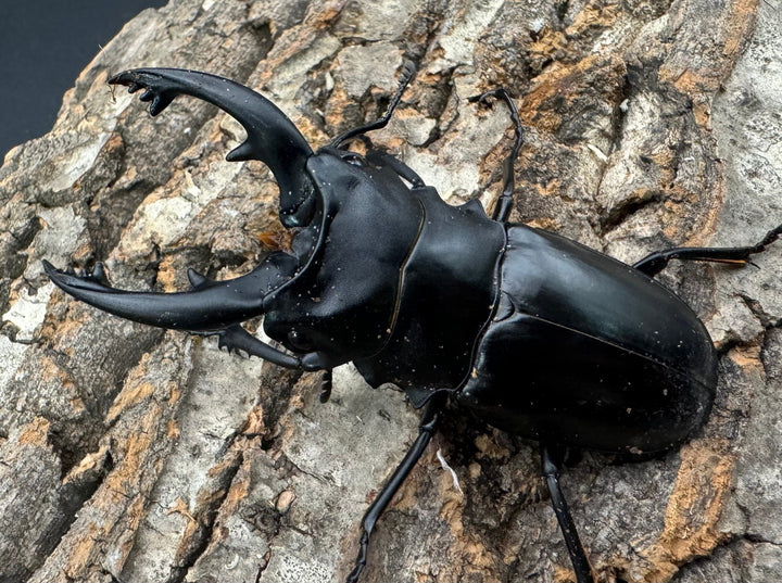 【WD】《アルケスツヤクワガタ 79mm ペア》