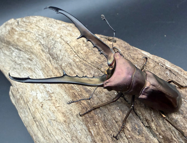 《メタリフェルホソアカ亜種フィナエ パープル系 80mm ペア》