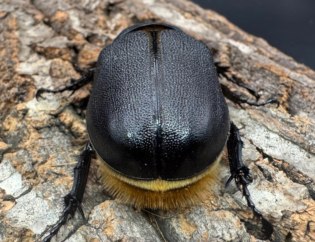 即ブリ《サタンオオカブト 83mm A'品ペア》