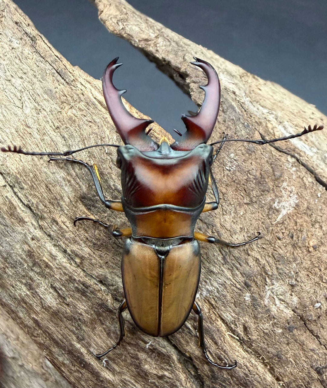 【F0】《エルサホソアカ 剣河県産 37mm ♂♀♀トリオ》