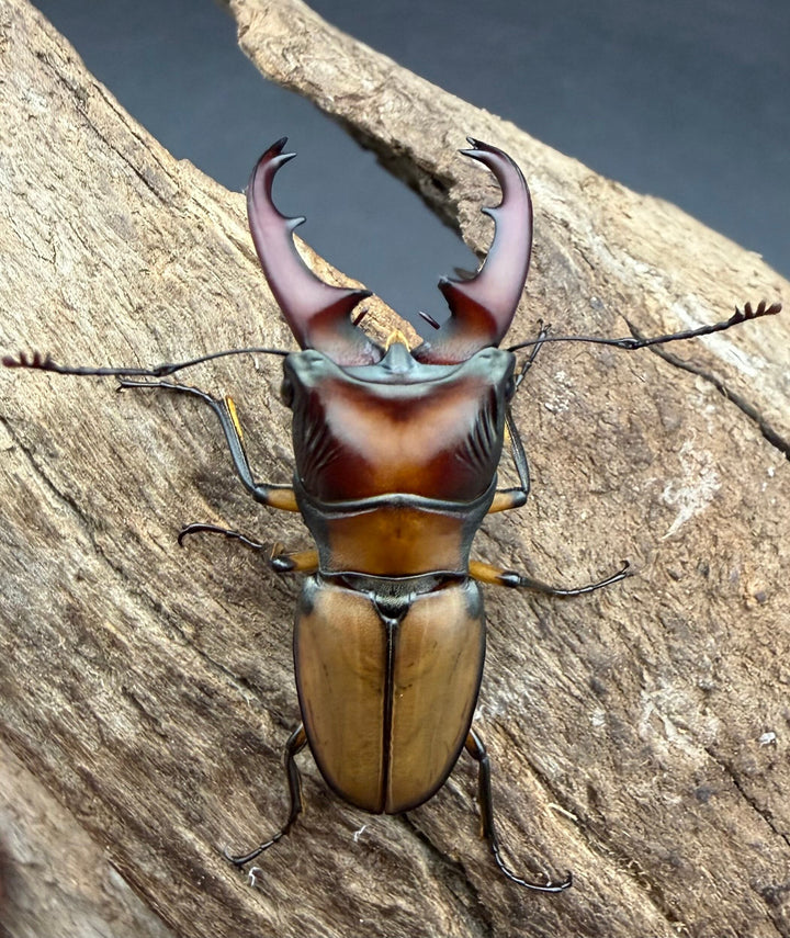 【F0】《エルサホソアカ 剣河県産 37mm ♂♀♀トリオ》