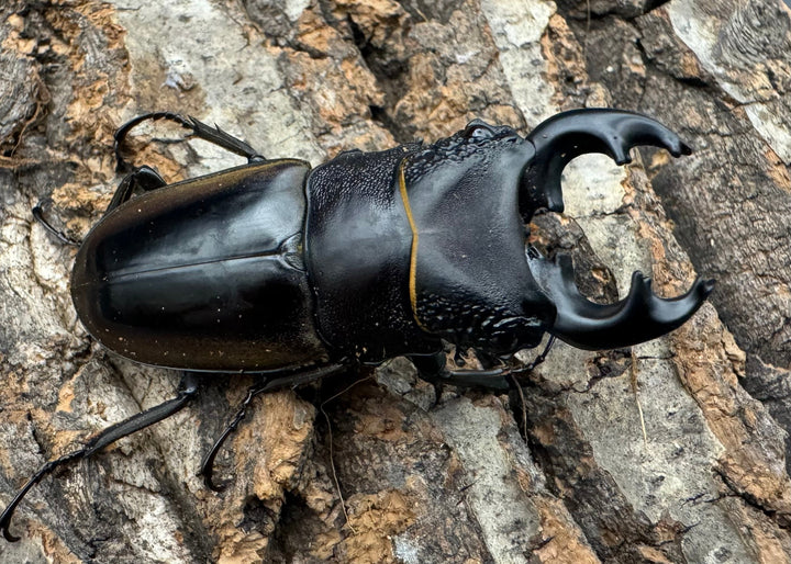 【WD】《ルマウィノコギリ  55.5mm ペア》