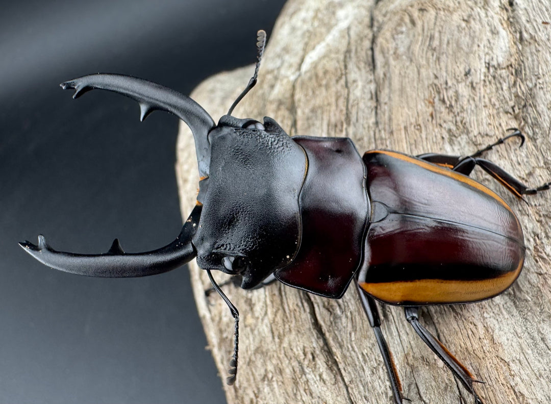 【WD】《スチーブンスツヤ亜種duivenbodei 大歯 67.5mm ペア》