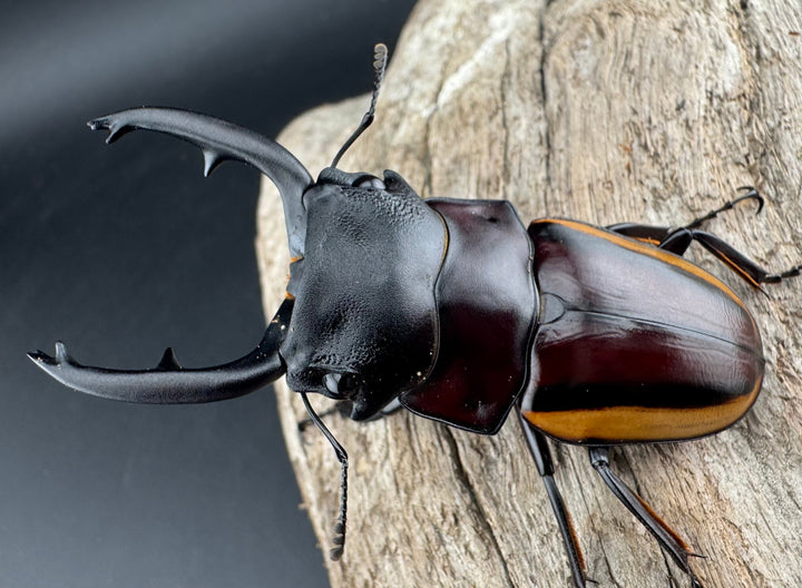 【WD】《スチーブンスツヤ亜種duivenbodei 大歯 67.5mm ペア》