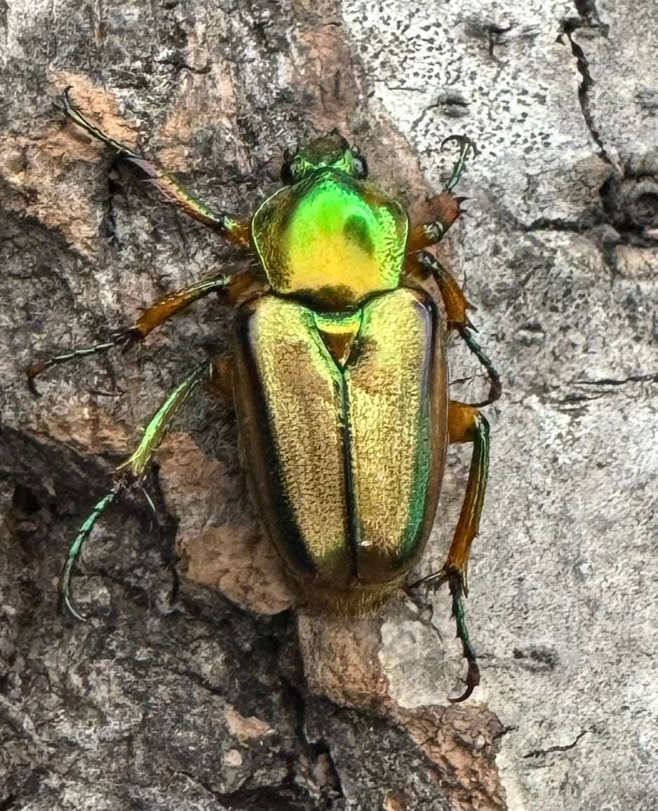 【WD】《ルマウィンヒメカブトハナムグリ ペア》