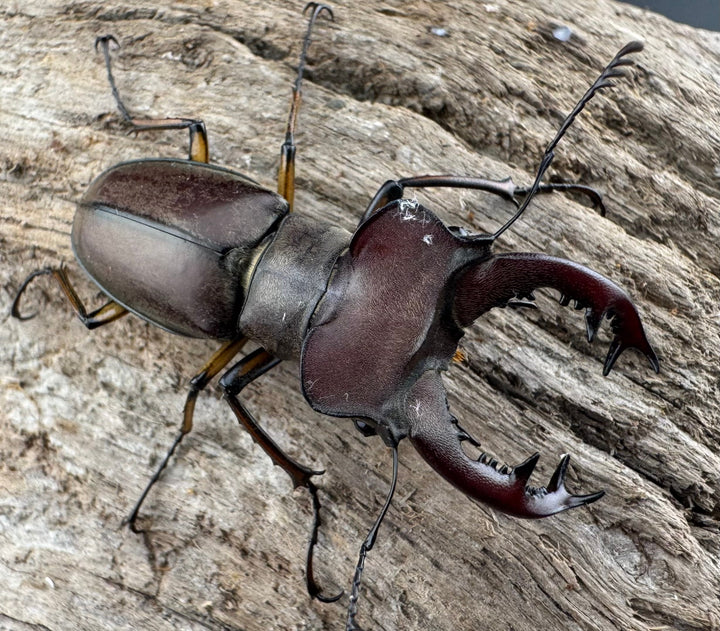 【WD】大型《ウーイーミヤマクワガタ 41.5mm ♂♀♀トリオ》